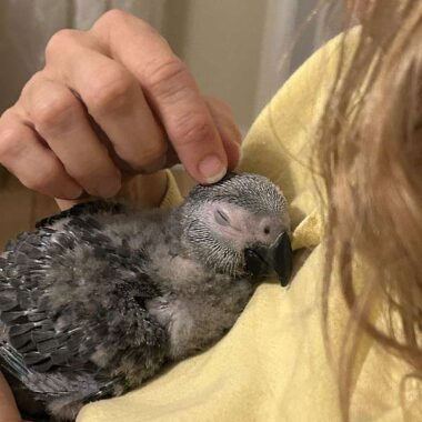 Baby Graupapagei kaufen