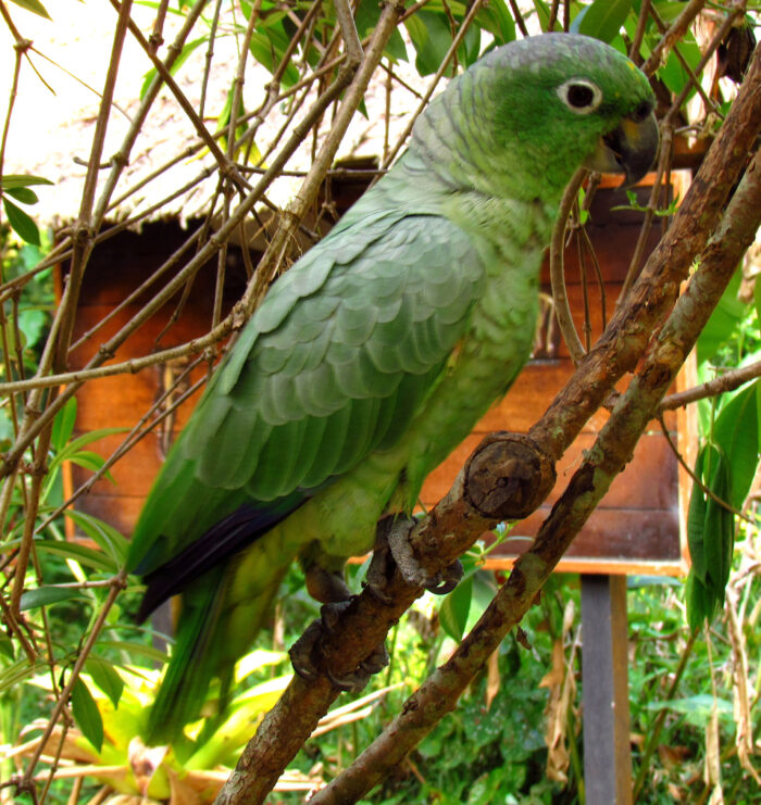 Mealy Amazonenpapagei weiblich kaufen