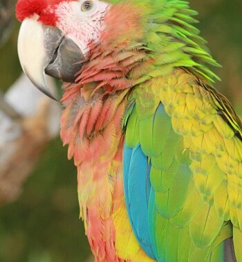 Shamrock Macaw kaufen