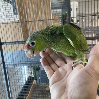 Weissstirnamazonenpapagei kaufen