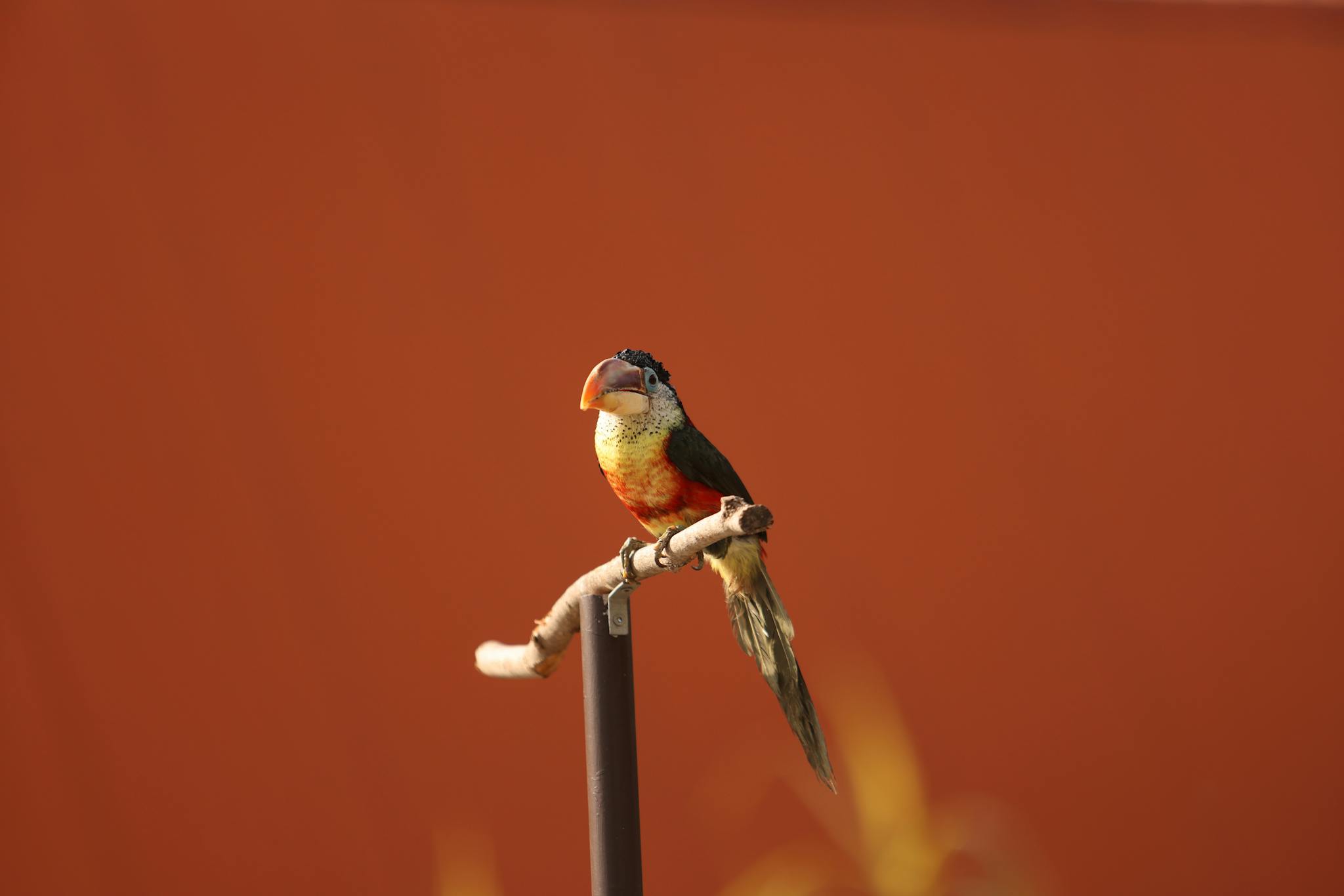 A colorful parrot with bright orange and green feathers perches against a vibrant background.