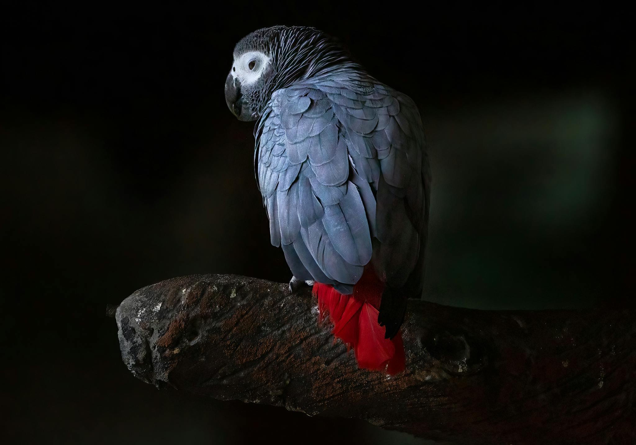 A striking grey parrot rests on a branch, showcasing its vivid red tail feathers in a natural setting.