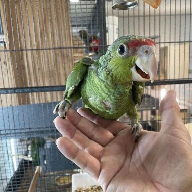 Weissstirnamazonenpapagei Weiblich kaufen