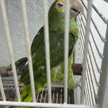 Gelbnackenamazonenpapagei weiblich kaufen