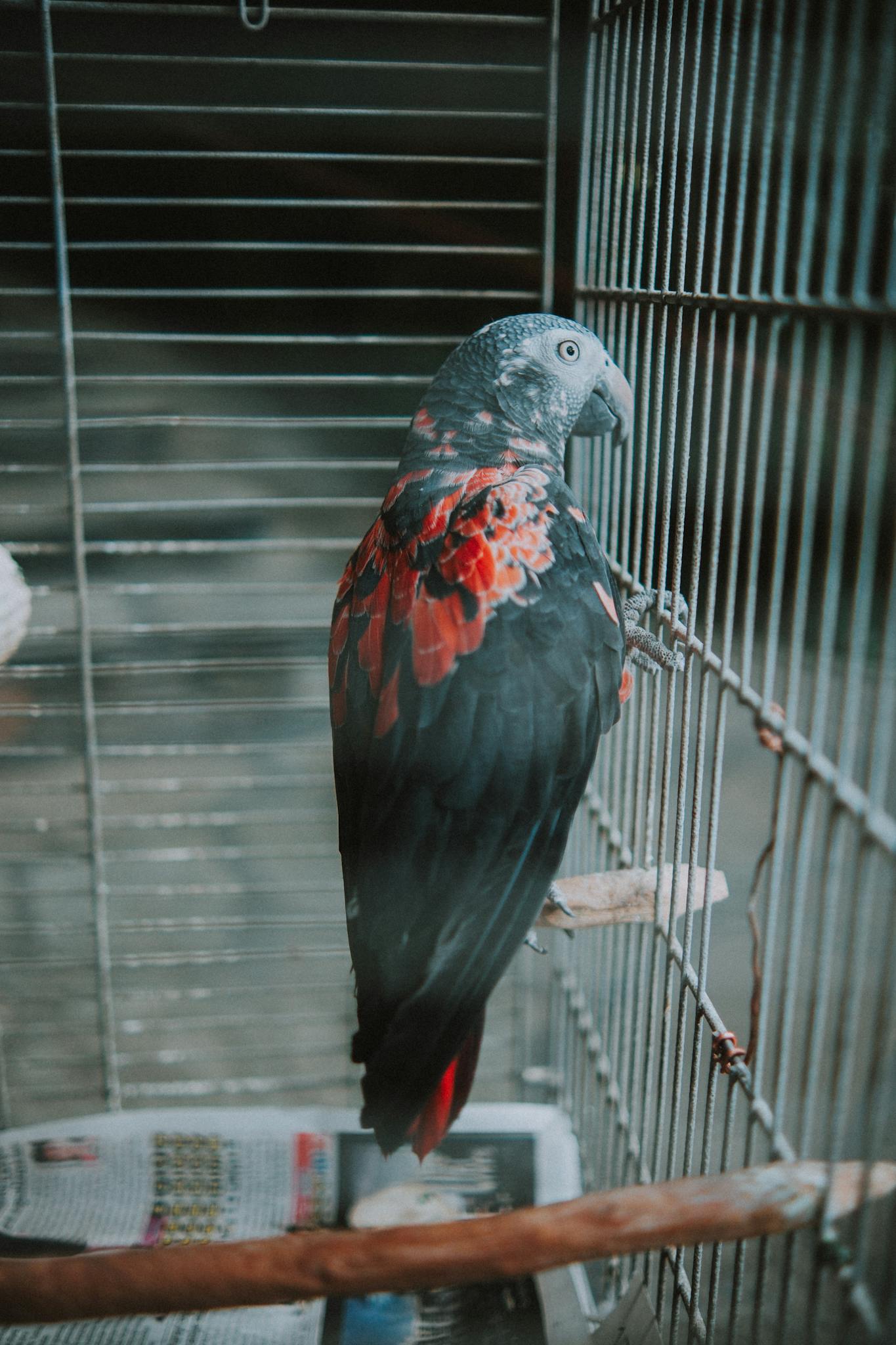 Close-up of a red and black parrot perched inside a metal cage showcasing its vibrant feathers.