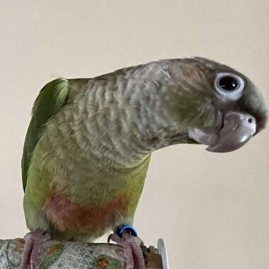 Conure kaufen
